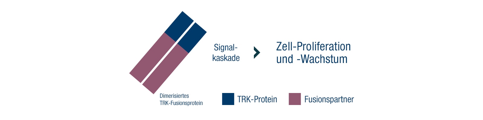 TRK-Fusionsprotein